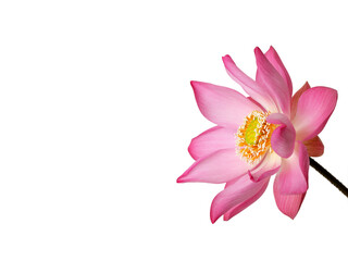 Pink Lotus Flower in Full Bloom Against White Background