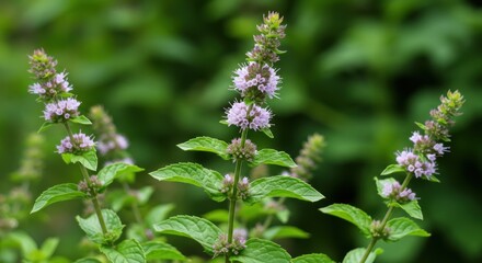 Close-up shot of a blooming mint plant with delicate purple flowers and green leaves.