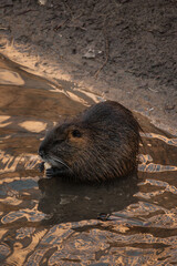 A brown nutria is captured sitting or standing in shallow water at the edge of a muddy bank, looking directly towards the viewer