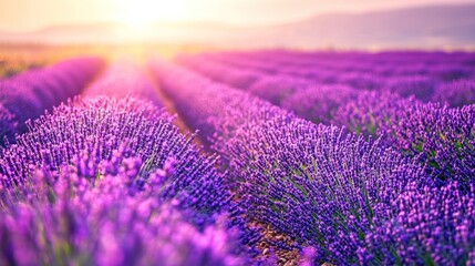 Obraz premium Sunlit rows of vibrant purple lavender flowers stretch towards a hazy horizon at sunset