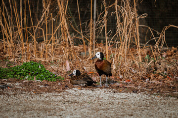 A pair of ducks with distinctive white faces and dark brown bodies are on the ground in an enclosure