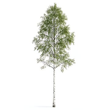 tree isolated on white background