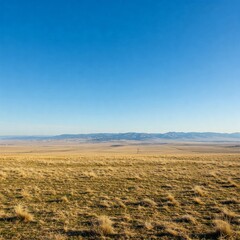 Fototapeta premium field of wheat