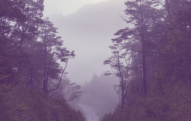 Forest in South Chile