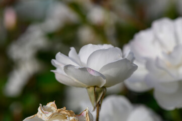 Obraz premium White Rose Bush Glowing in Soft Golden Hour Light