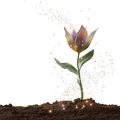 Glowing Magical Tulip Growing from Soil on White Background