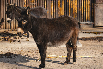 Fototapeta premium Two donkeys are in an outdoor enclosure, standing on textured sandy or dirt ground