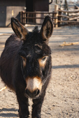 Fototapeta premium A close-up portrait focuses on the face and head of a dark brown donkey
