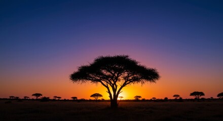 Fototapeta premium Silhouetted tree at sunrise (1)