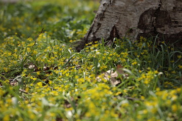 草原に群をなし花を咲かせるキバナノアマナ