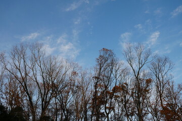 冬枯れの木と空