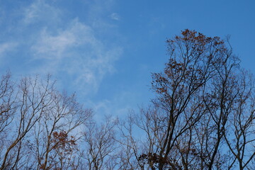 冬枯れの木と空