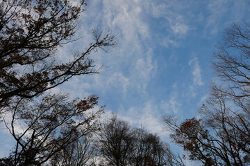 冬の夕空と木のシルエット