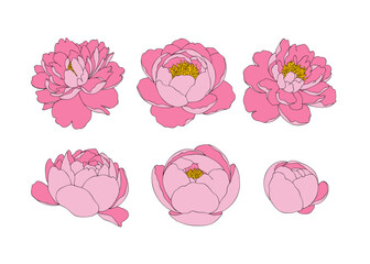 set of pink carnation flower isolated on white. hand drawn peony flower vector.