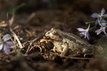 Common spadefoot toad (Pelobates fuscus) resting on bare soil among dry twigs and wildflowers, photographed at ground level in its natural environment.