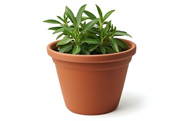Obraz premium plant in a pot