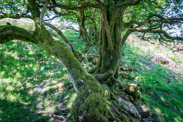 walking in spring in Snowdonia Cwm Pennant