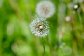 Ripe dandelion Seed Blossom in front of soft blurred background