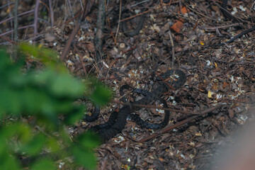 Several black grass snakes in their natural habitat. Wildlife, reptiles, fauna, natural habitat. Group of dark snakes, probably black morphs. Wildlife. Photo background. Nature and pollution