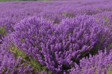 Obraz premium Lavender field in full bloom close up shot showcasing vibrant purple hues and floral texture in summer sunshine