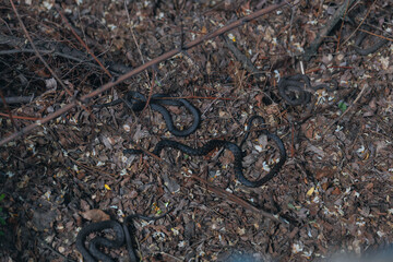 Several black grass snakes in their natural habitat. Wildlife, reptiles, fauna, natural habitat. Group of dark snakes, probably black morphs. Wildlife. Photo background. Nature and pollution