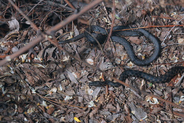 Several black grass snakes in their natural habitat. Wildlife, reptiles, fauna, natural habitat. Group of dark snakes, probably black morphs. Wildlife. Photo background. Nature and pollution