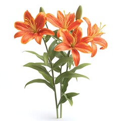 orange tiger lily