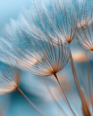 Obraz premium Dandelion seed head close up against a soft blue background airy and light macro photography nature detail