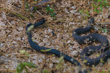 Several black grass snakes in their natural habitat. Wildlife, reptiles, fauna, natural habitat. Group of dark snakes, probably black morphs. Wildlife. Photo background. Nature and pollution