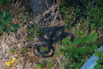 Several black grass snakes in their natural habitat. Wildlife, reptiles, fauna, natural habitat. Group of dark snakes, probably black morphs. Wildlife. Photo background. Nature and pollution