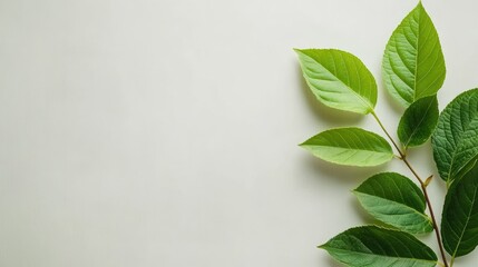 Green leaves on light background