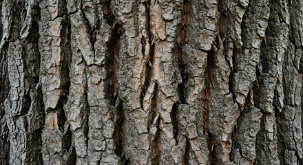 Obraz premium Bark Background Showing Deep Cracks and Texture of Old Oak Tree Under Natural Light