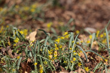 落ち葉に覆われる地面で花を咲かせるキバナノアマナ
