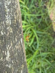 Little cute spider close up