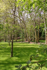 Obraz premium Green park with lush trees, spring