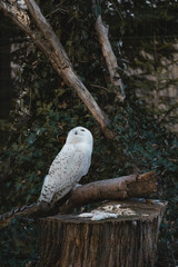 A snowy owl with striking white plumage and dark spots is perched on a textured log
