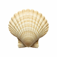 Fototapeta premium Seashell Beach Shell Ocean Shell Scallop Shell