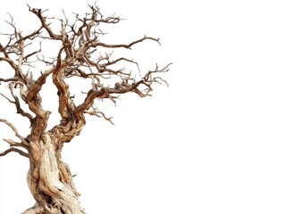 Fototapeta premium Isolated bare tree on white background, detailed close-up shot, stark contrast, gnarled branches, weathered trunk, nature photography