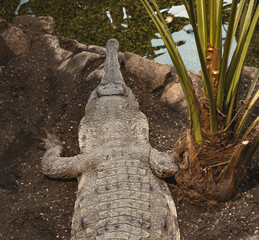 Viewed from directly above, a crocodile or gharial with greyish-brown, textured skin lies on dark
