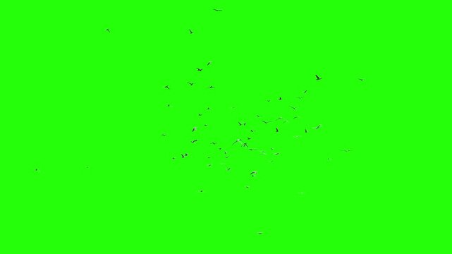 Flock Of Birds On Green Screen.4K Animation. 3D Render