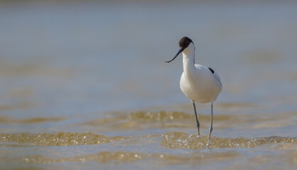 Pied avocet - feeding on the shore of lagoon in the cloud of mosquitoes