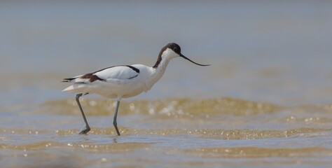 Pied avocet - feeding on the shore of lagoon in the cloud of mosquitoes