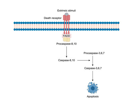 Apoptosis, programmed cell death, extrinsic pathway. Cell breaks into apoptotic bodies. Vector illustration