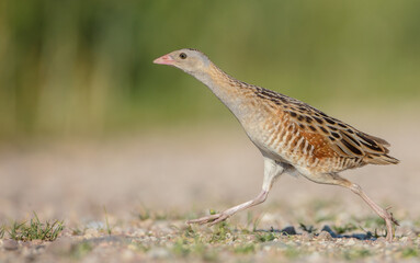 Corn crake - male bird at a meadow in the beginning of the summer