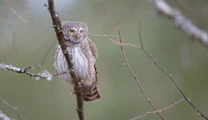 Eurasian Pigmy Owl in a fir grove in spring 