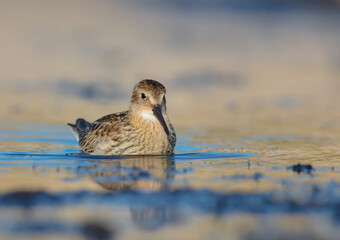 Dunlin - at a seashore on the autumn migration way