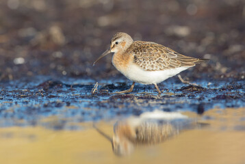 The curlew sandpiper - young bird at a seashore on the autumn migration way