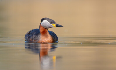 Red-necked grebe at the small lake in spring