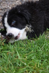 A black and white dog is laying on the grass and chewing on a bone