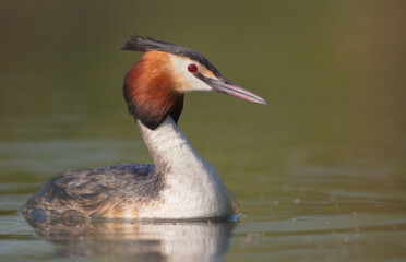 Great Crested Grebe in spring